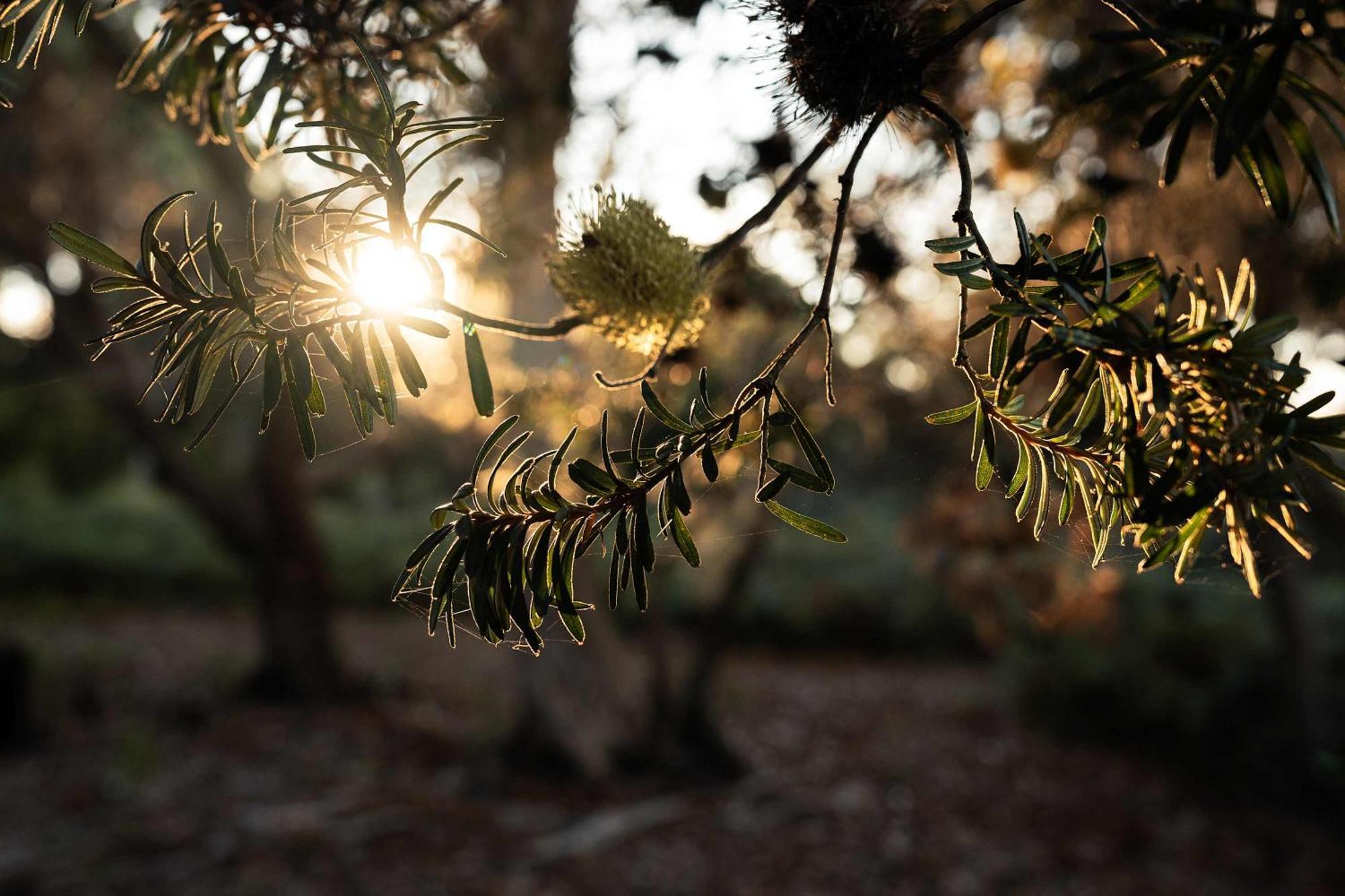 فندق Numie - Freycinet Peninsula - Glamping - Heated - Waterfront كولز باي المظهر الخارجي الصورة